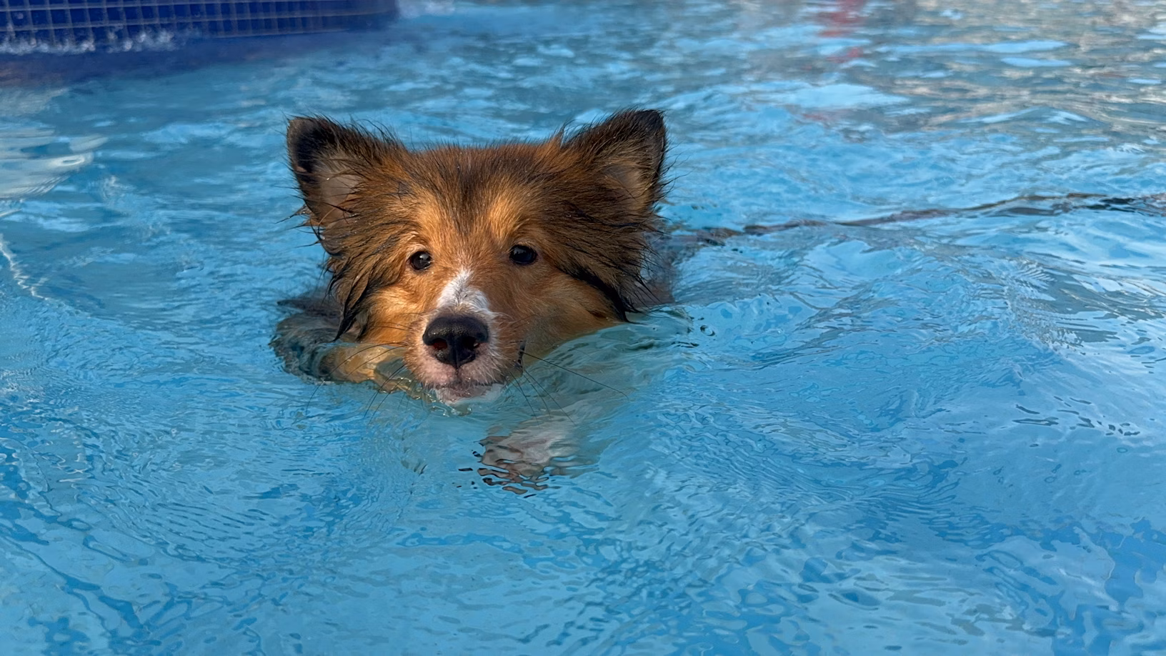dog pools Denver