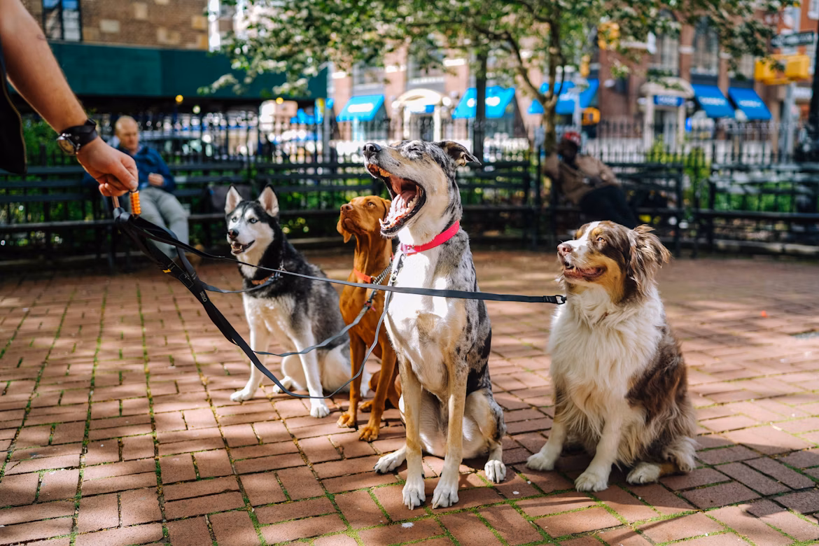 off-leash dog parks Denver